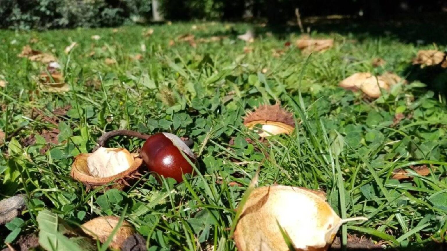 Castanele Castanele sălbatice vs cele comestibile: Evită toxinele